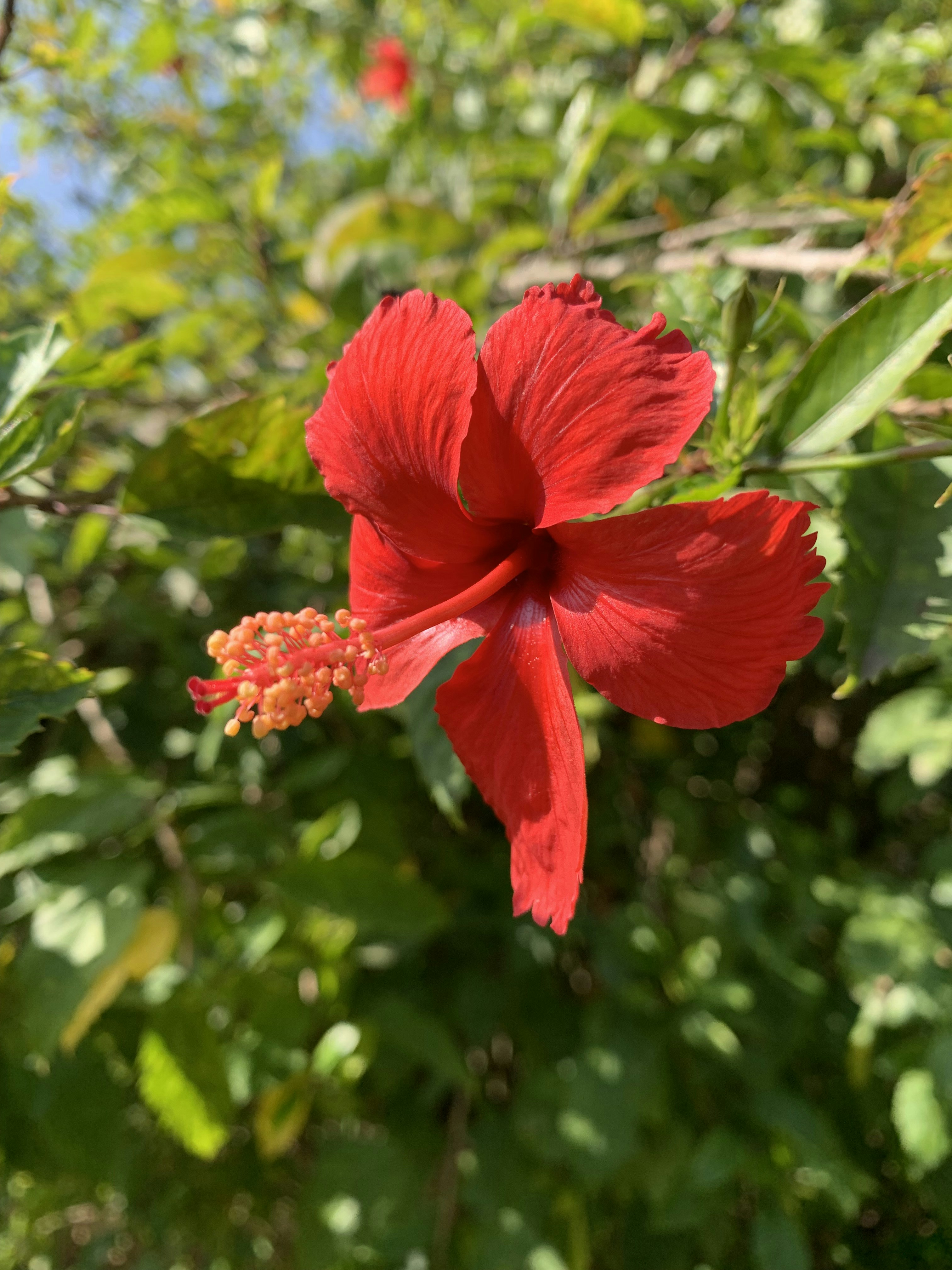 Photo by monikahedawoo