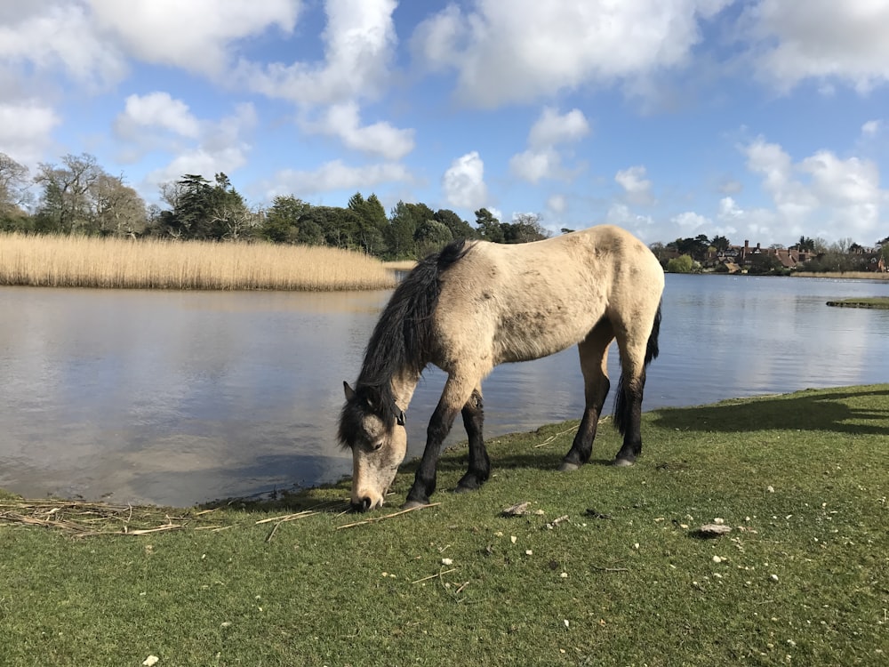 a horse eating grass next to a body of water