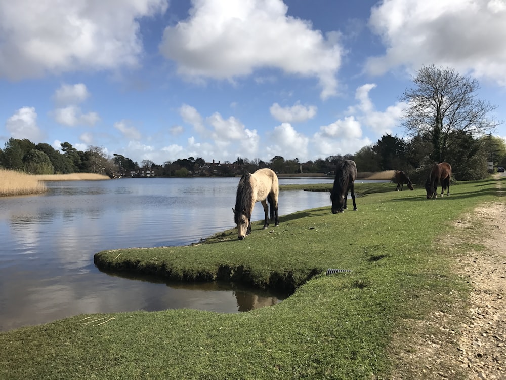 a group of horses grazing on grass next to a body of water