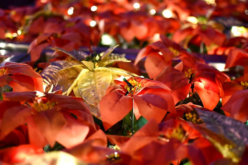 a bunch of flowers that are sitting in the grass