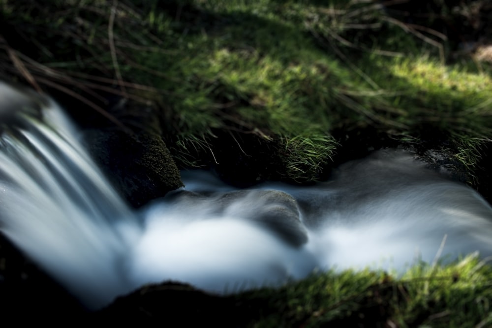 a stream running through a lush green forest