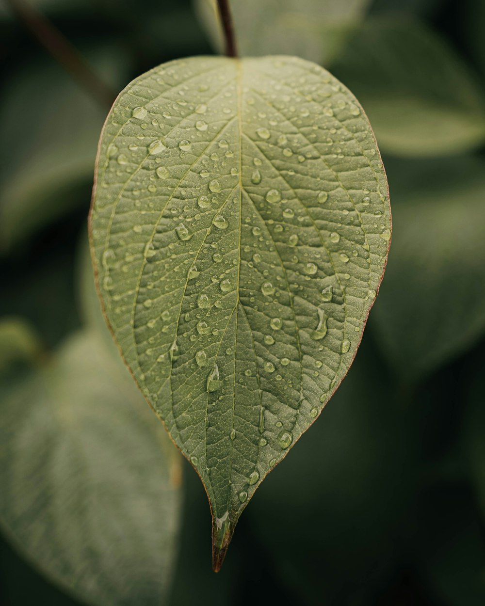 a green leaf with drops of water on it