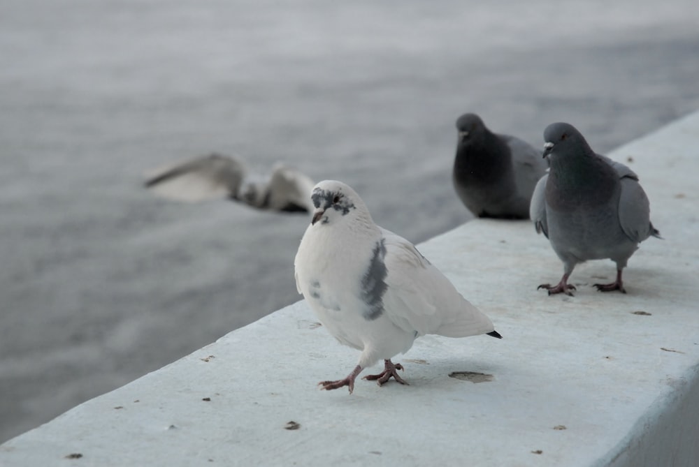 a group of birds standing on top of a ledge