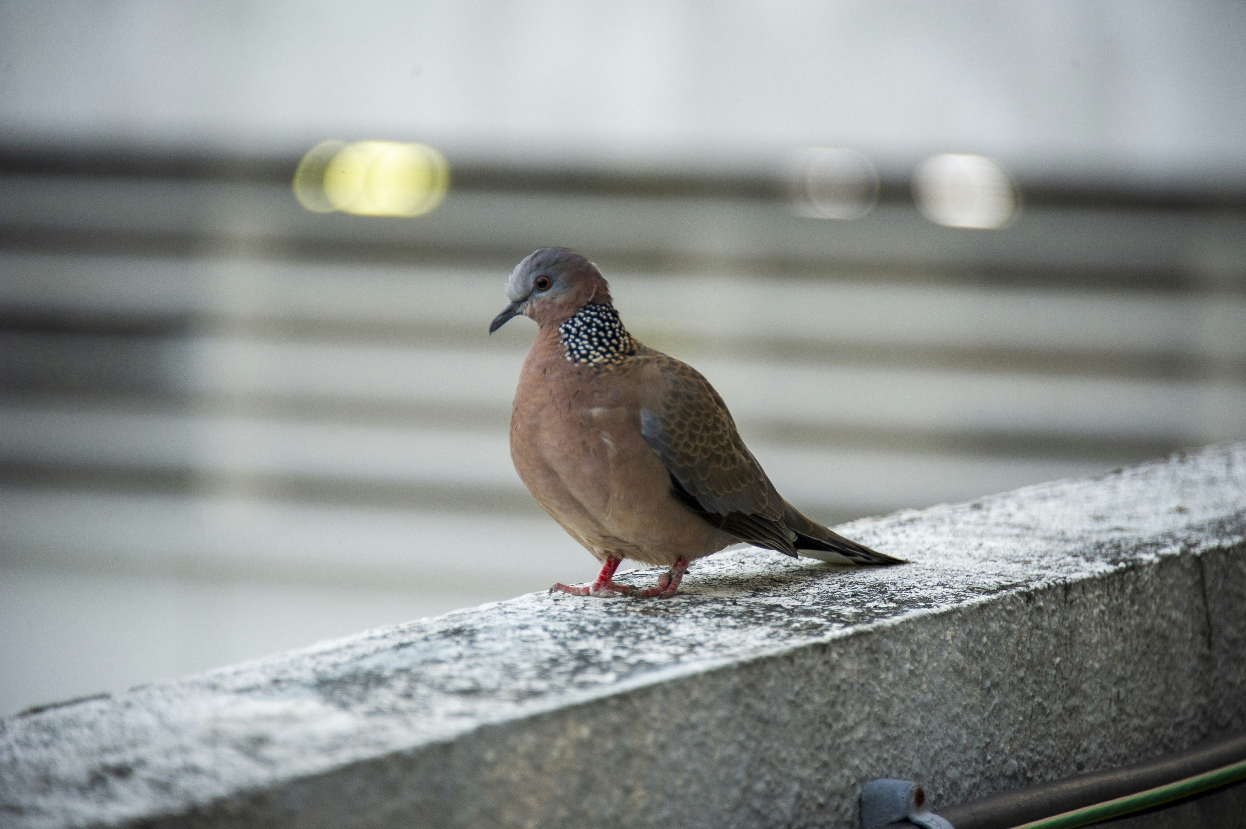 Photo by photo_blob