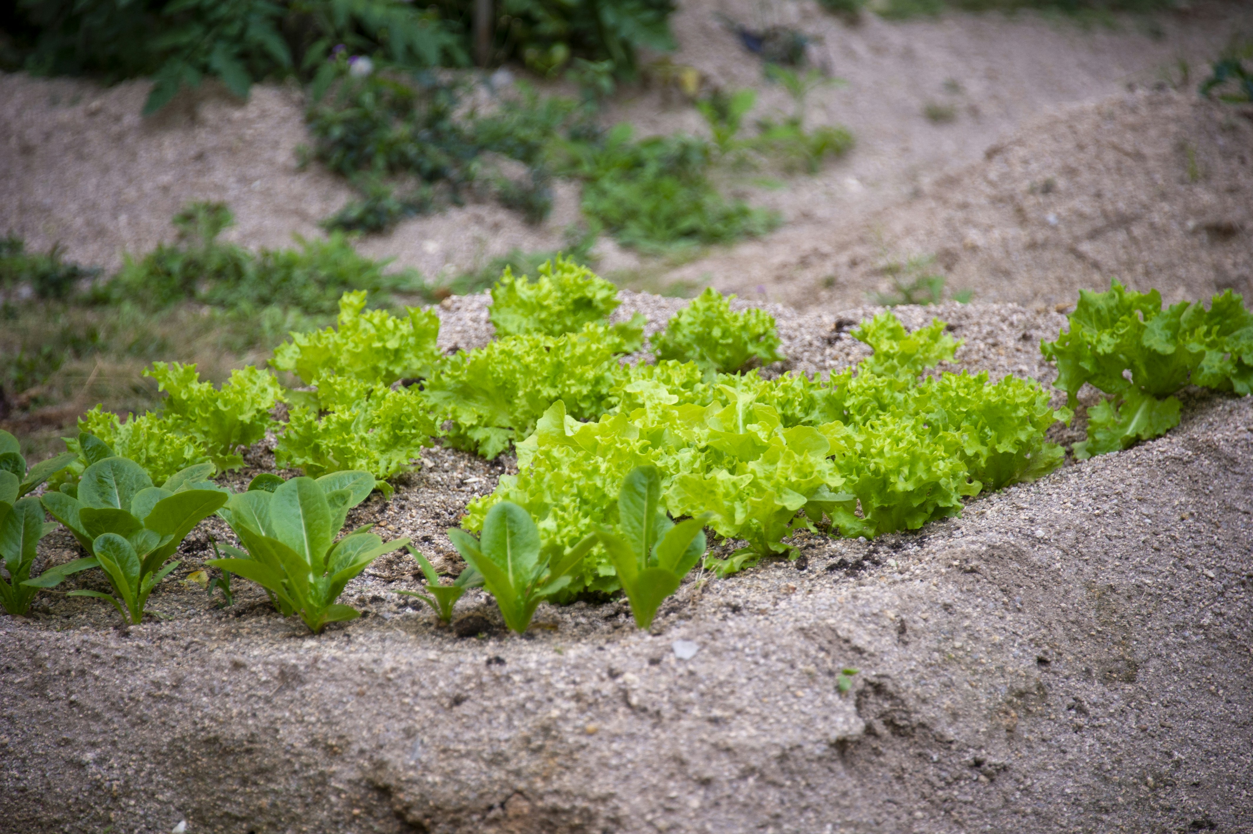Dig In! The Best Soil for Your Raised Vegetable Beds