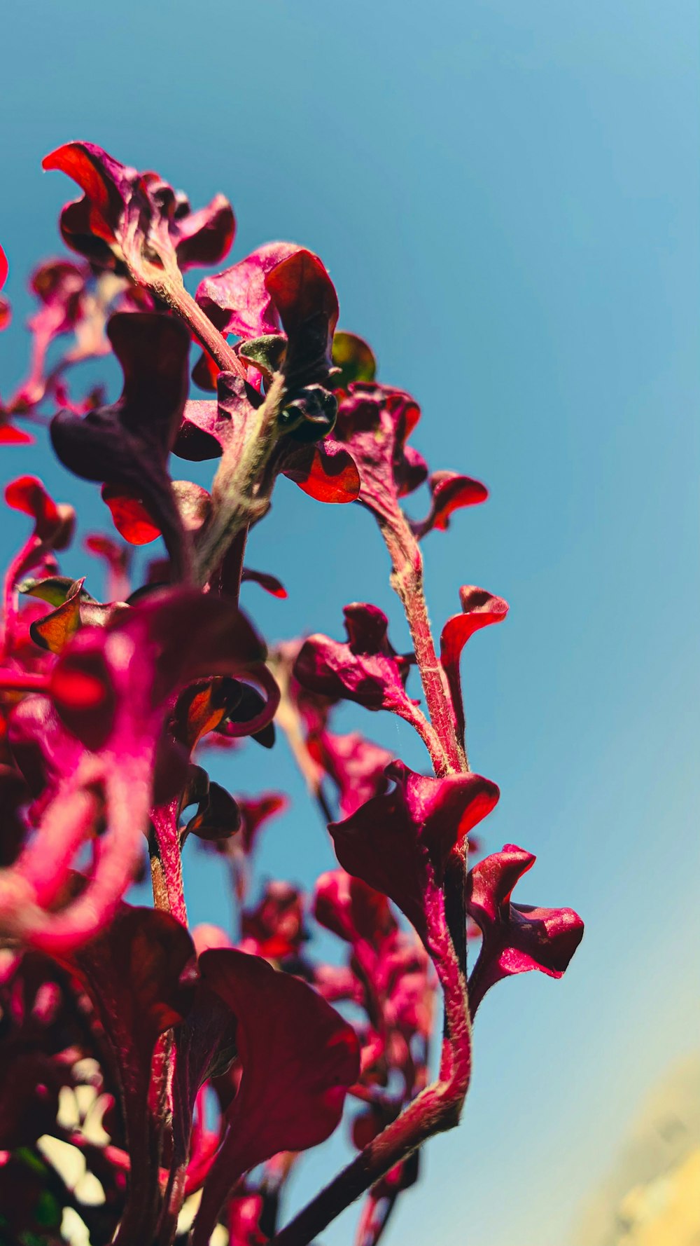 a close up of a purple flower with a blue sky in the background