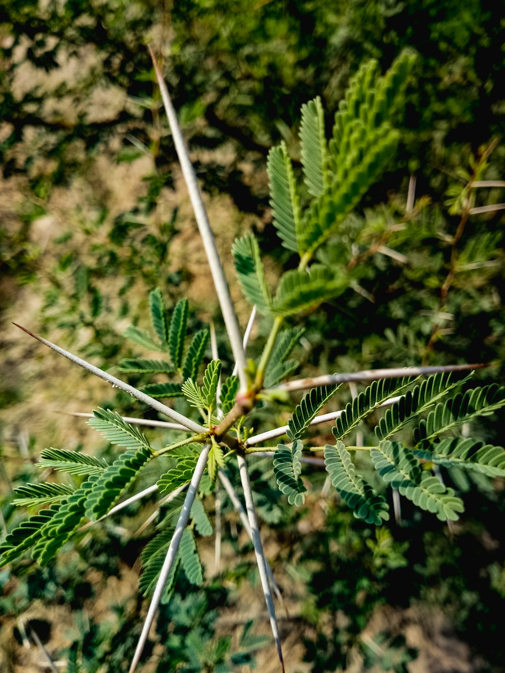 a close up of a plant with many leaves