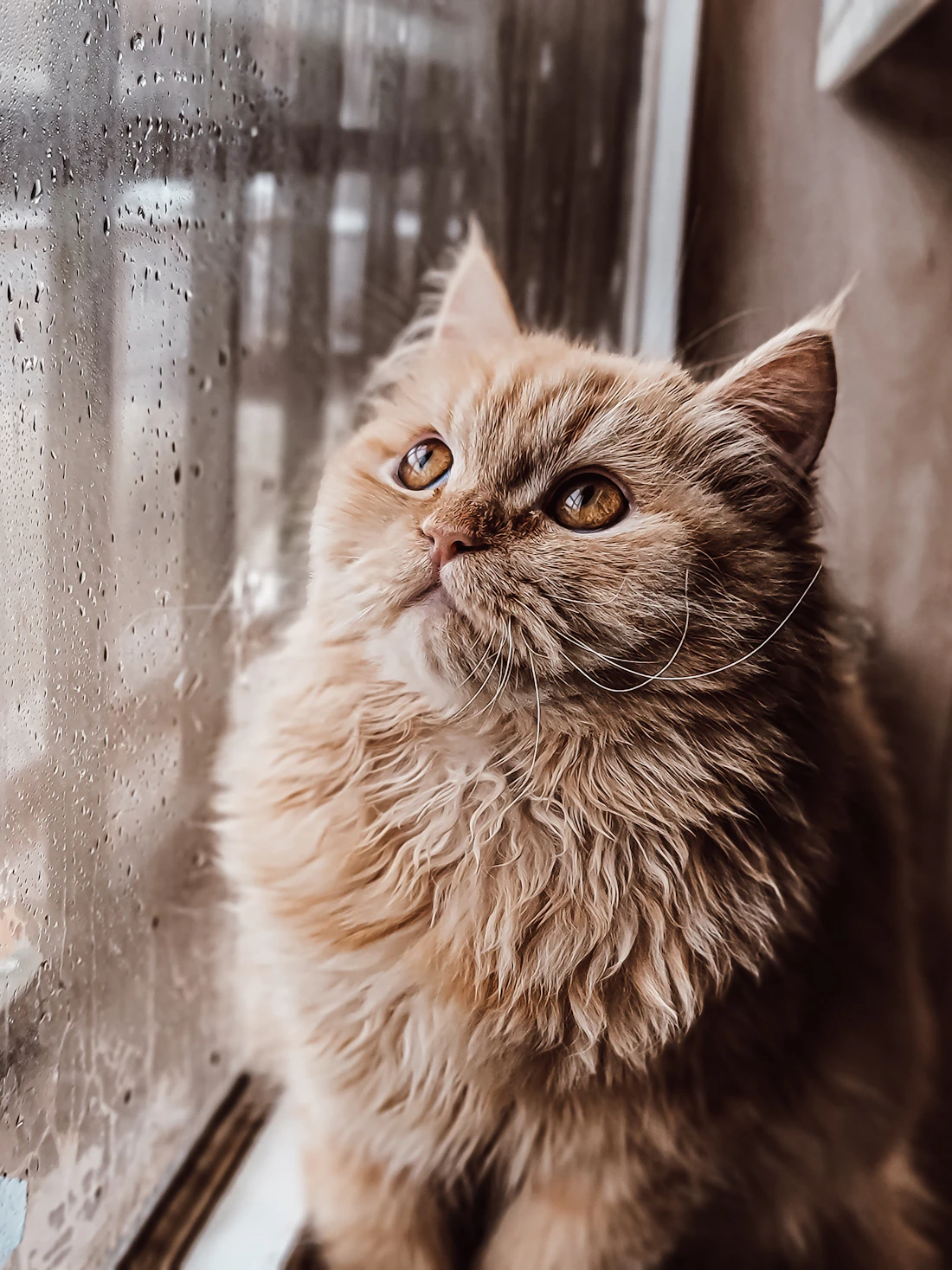 A fluffy ginger cat sitting on a windowsill looking up through a rain-flecked window
