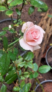 Rose Water Mist