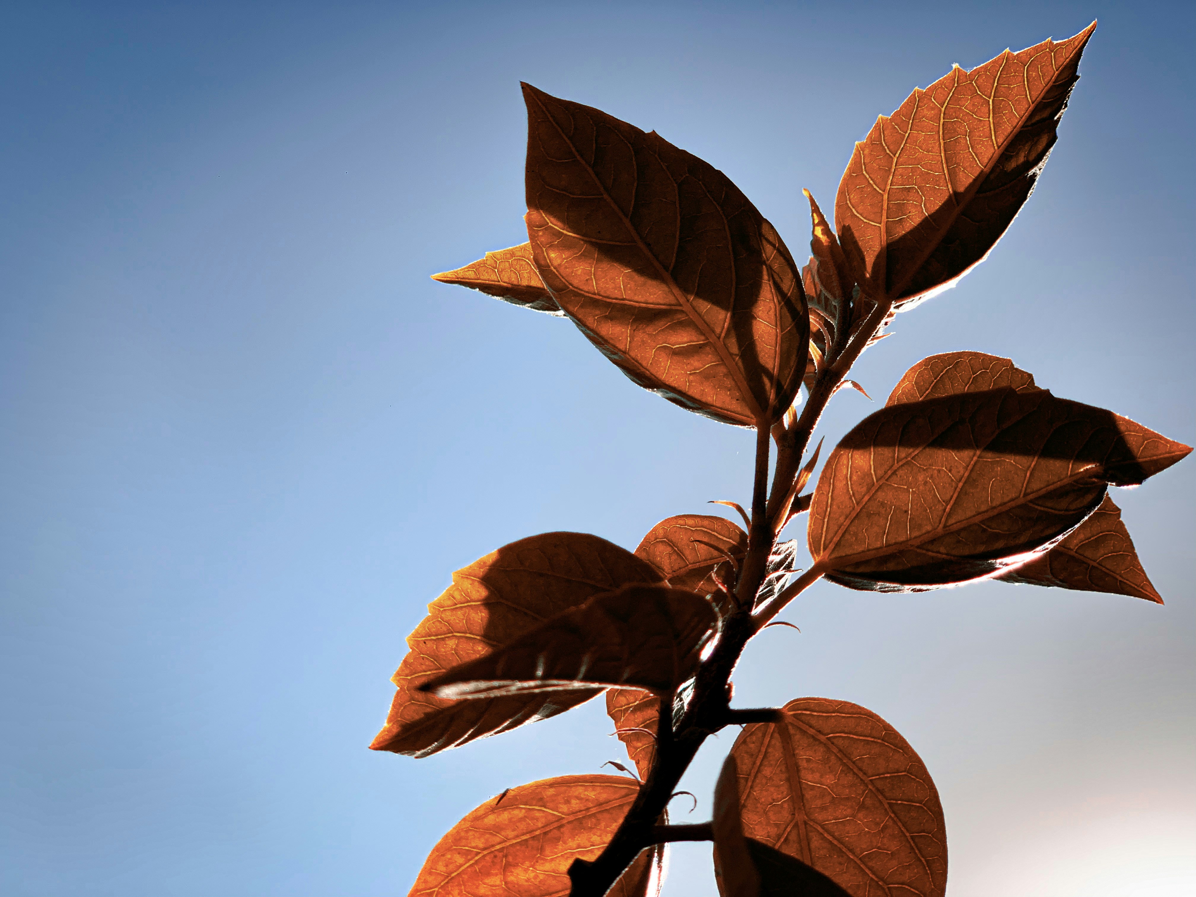 a tree branch with leaves against a blue sky