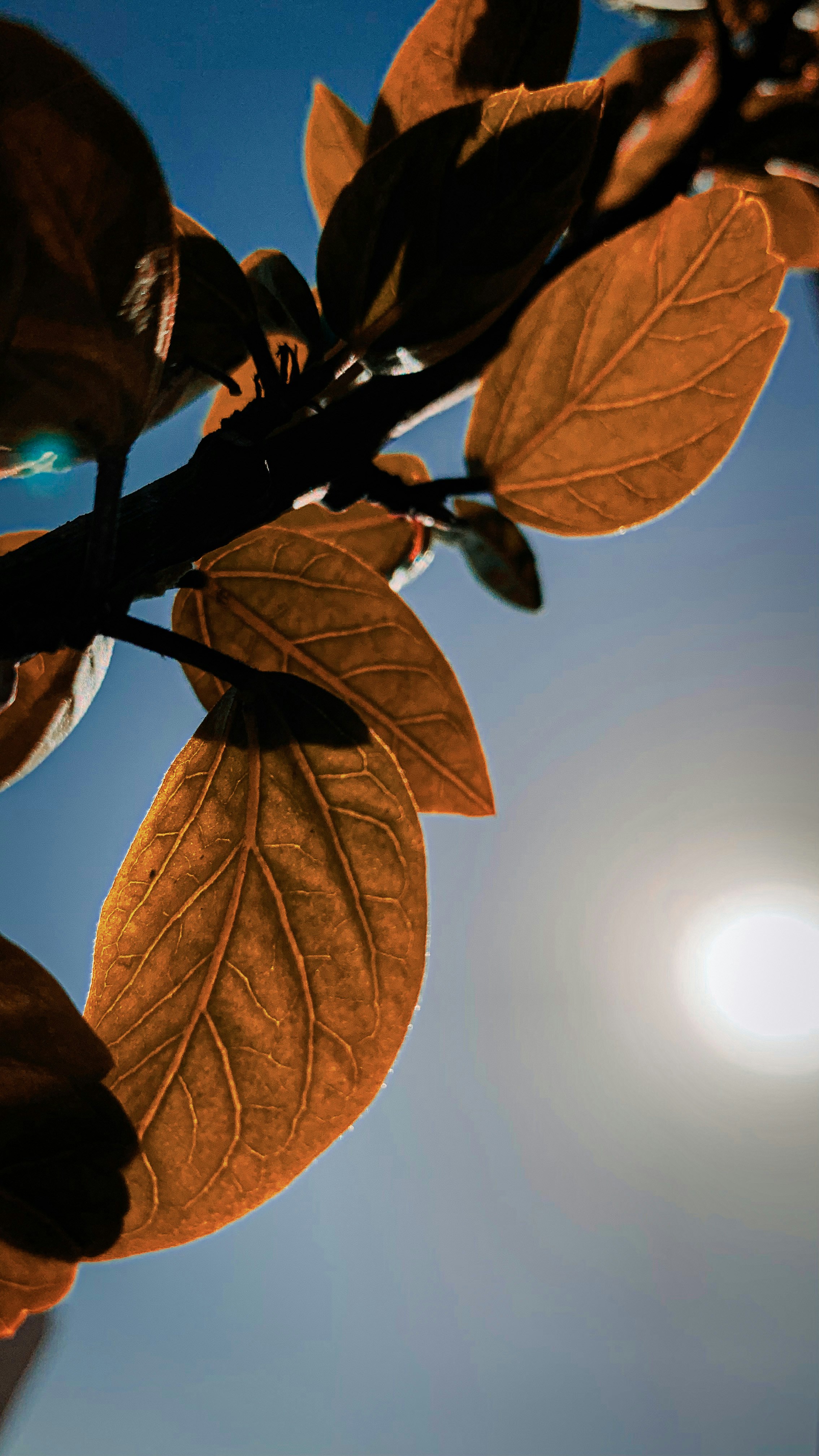 a tree branch with leaves and the sun in the background