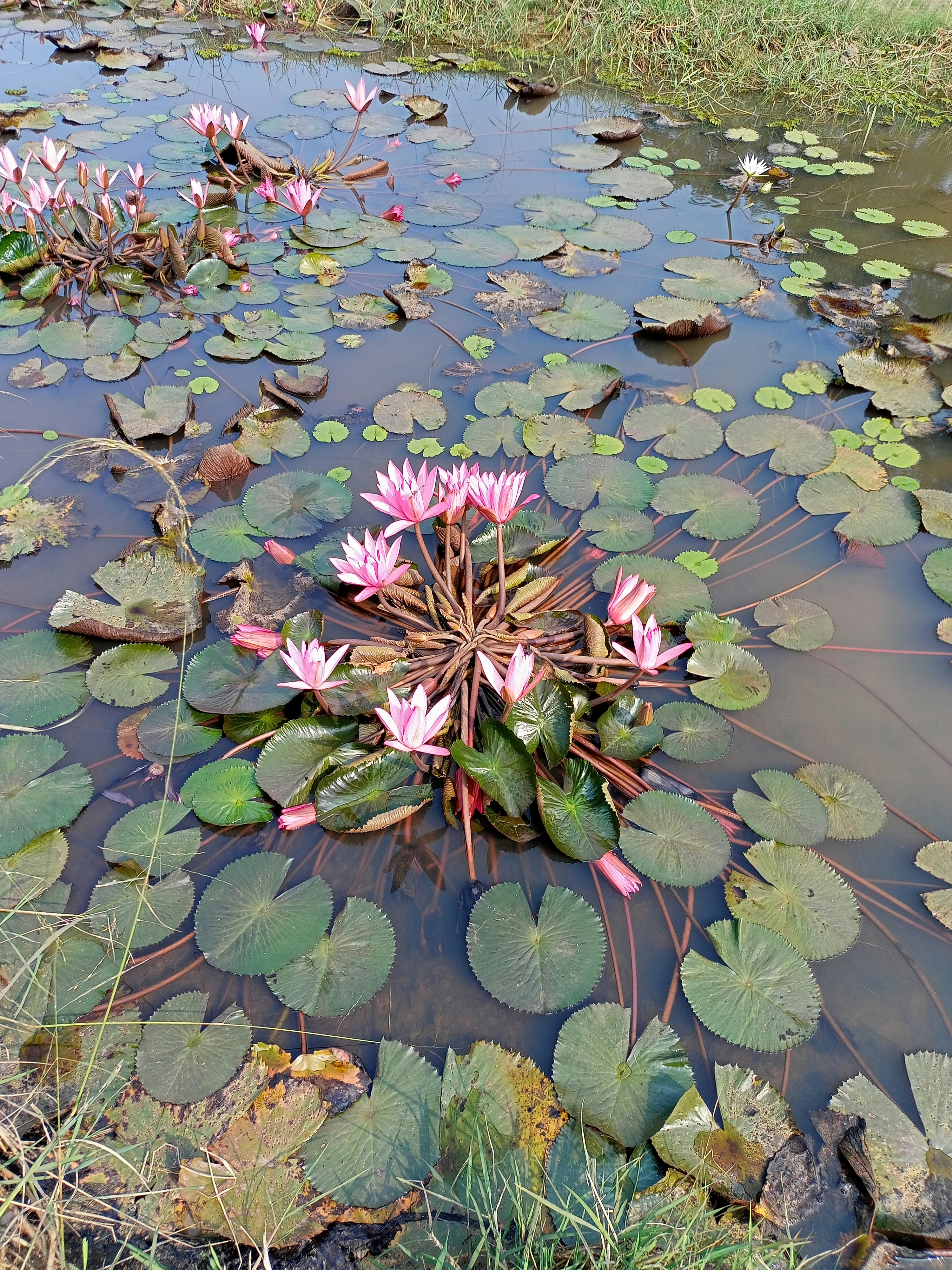 a pond filled with lots of water lilies