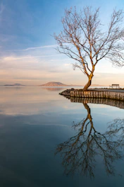 a lone tree sitting on the edge of a body of water