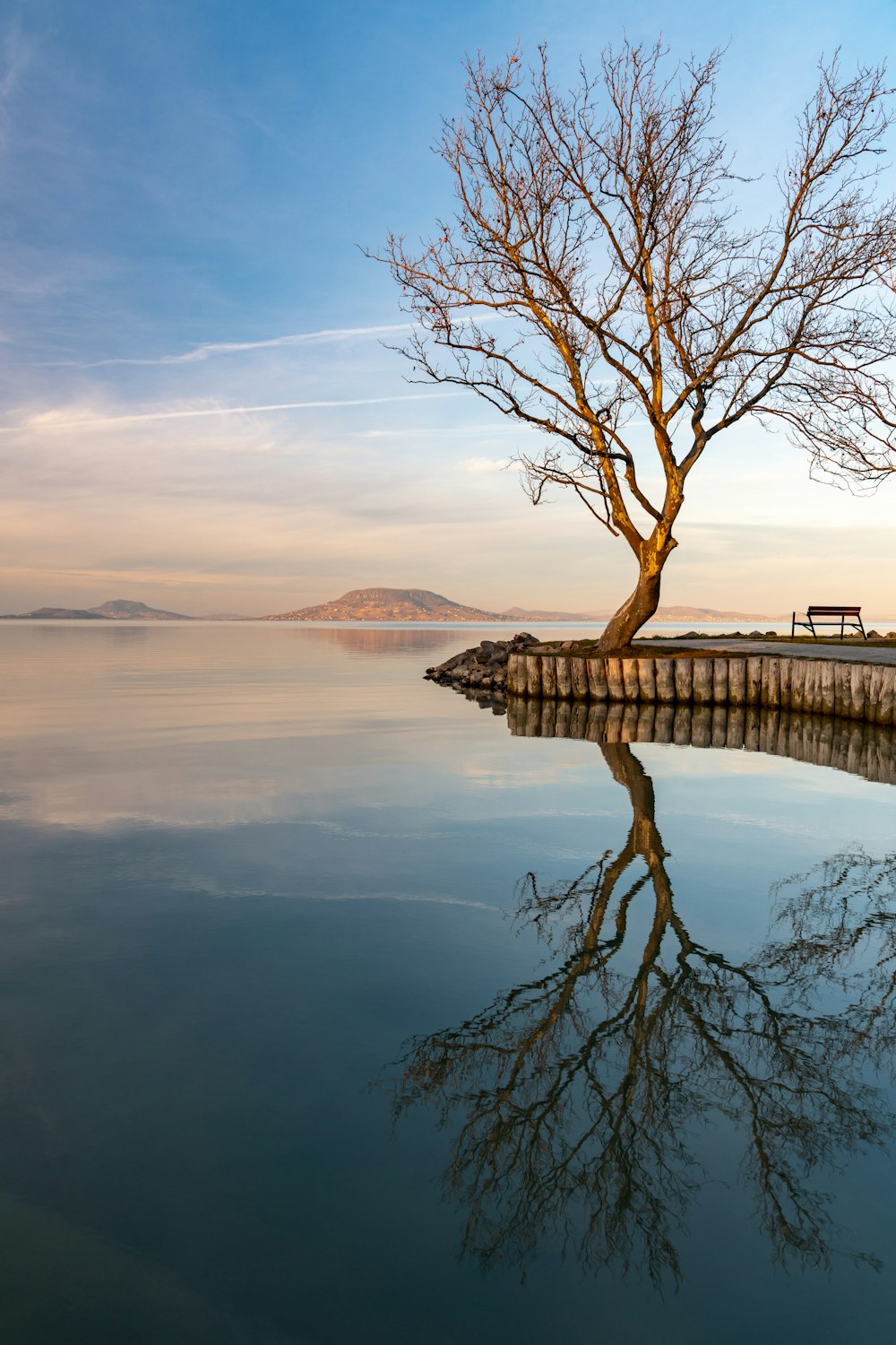 un arbre solitaire assis au bord d’un plan d’eau