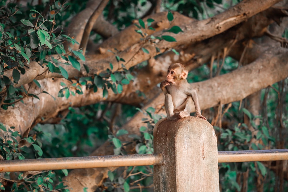 a small monkey sitting on top of a wooden post