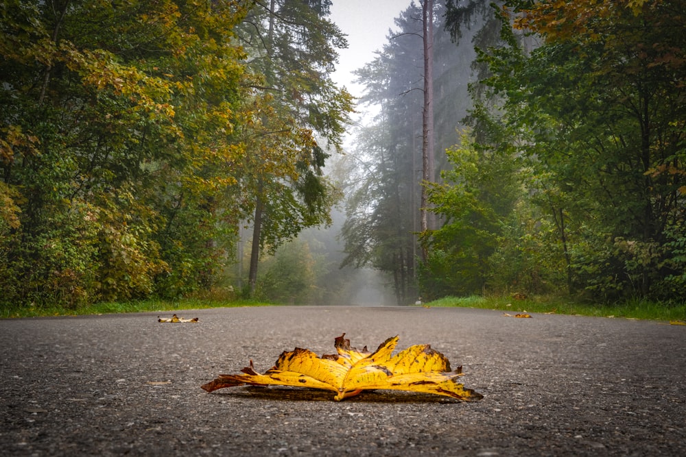 a fallen leaf on the side of a road