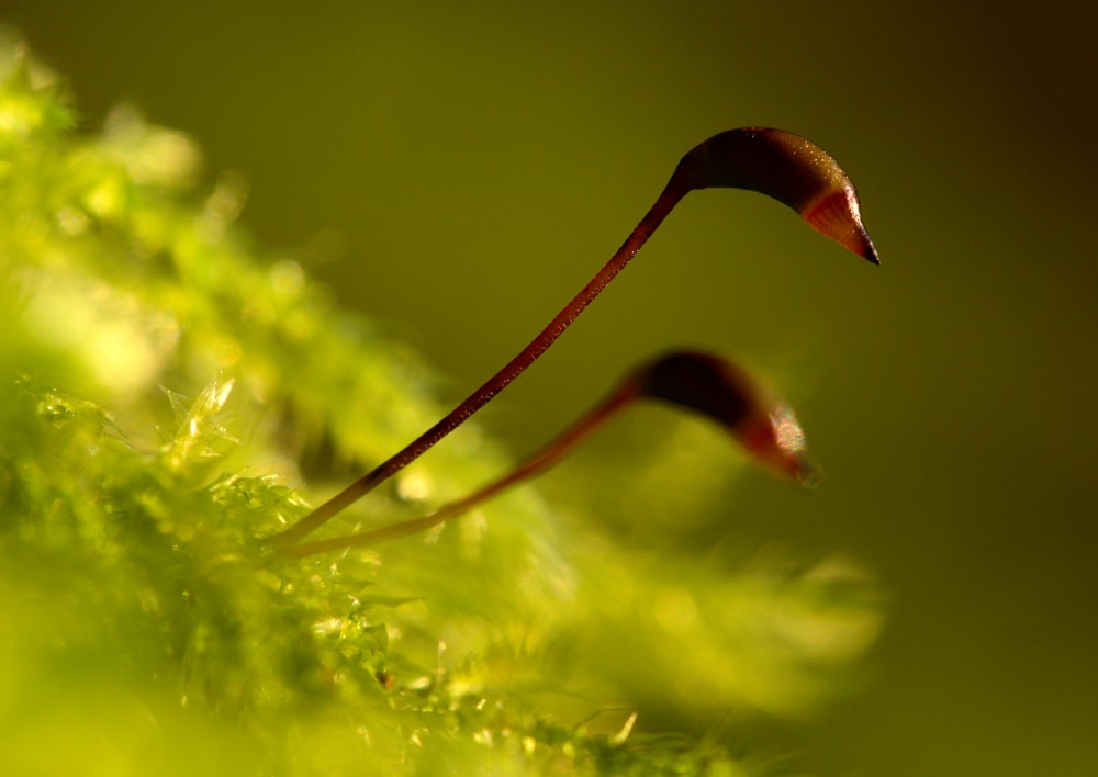 un gros plan d’une plante avec une longue tige