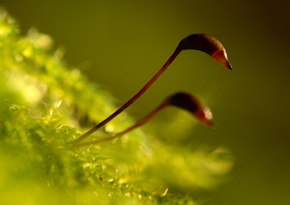 um close up de uma planta com um caule longo