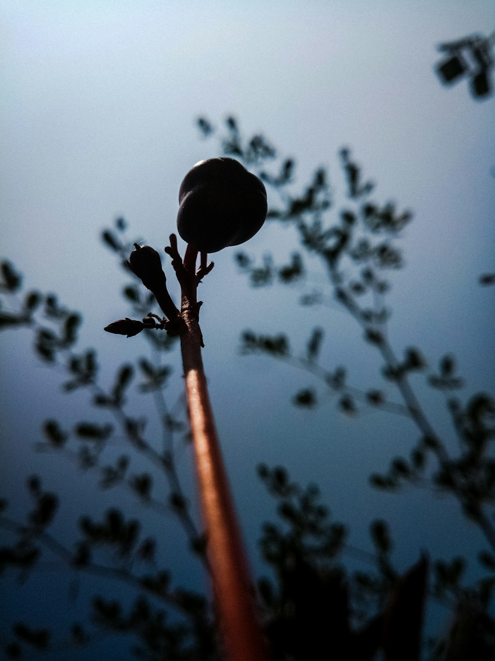 Un primo piano di un ramo di un albero con un cielo sullo sfondo