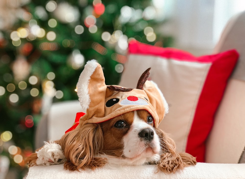 a brown and white dog wearing a reindeer costume