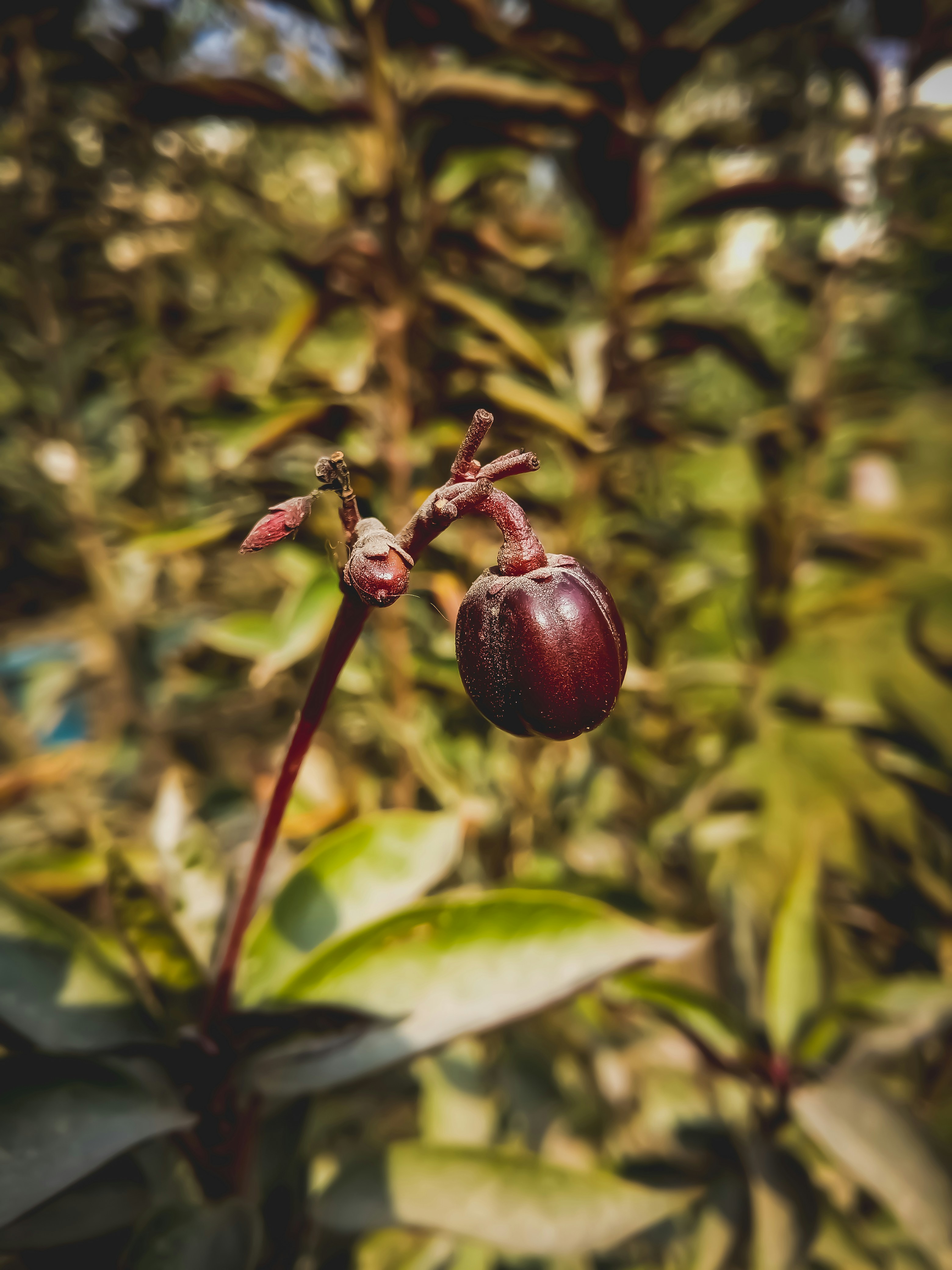 plants wallpaper,visual,art gallery,Article,monochromatic flowers,monochromatic photography,sharpen,Focused,leafs,leaf background,leaf texture,leaf details,fall leaves,autumn leaves,botany photography,imagery,texture background,leaf frame,NFT,nature background,Nature reflects,light bulb,Outdoor photography,Outdoor,street art,rgb memories,coloring,Adobe,photo frame,mobile phone,Work,Portrait,Leaf portrait,portraits,captured moment,click,plants growing,plants in a garden,unsplash app,urban city,urban art,urban garden,instagram feed,instagram post,amazing wallpaper,amazing grace,amazing nature,am