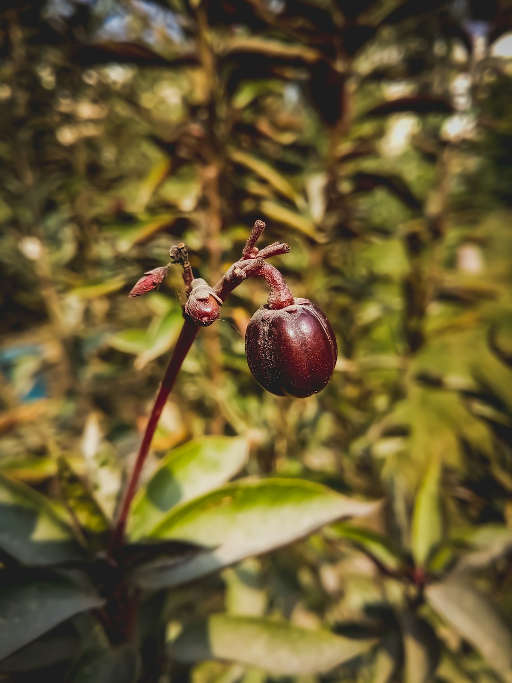 a close up of a flower on a plant