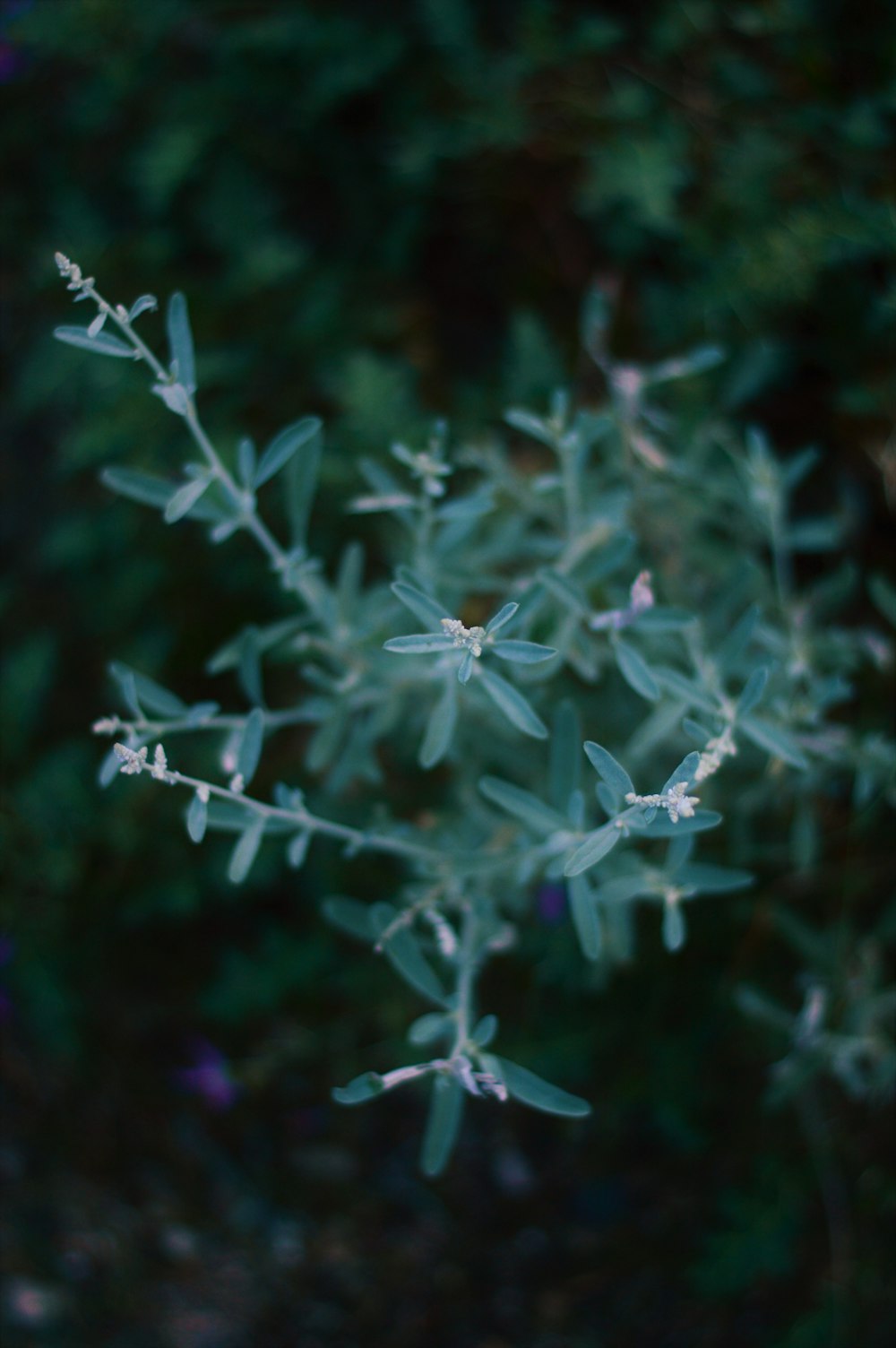 um close up de uma planta com pequenas flores brancas