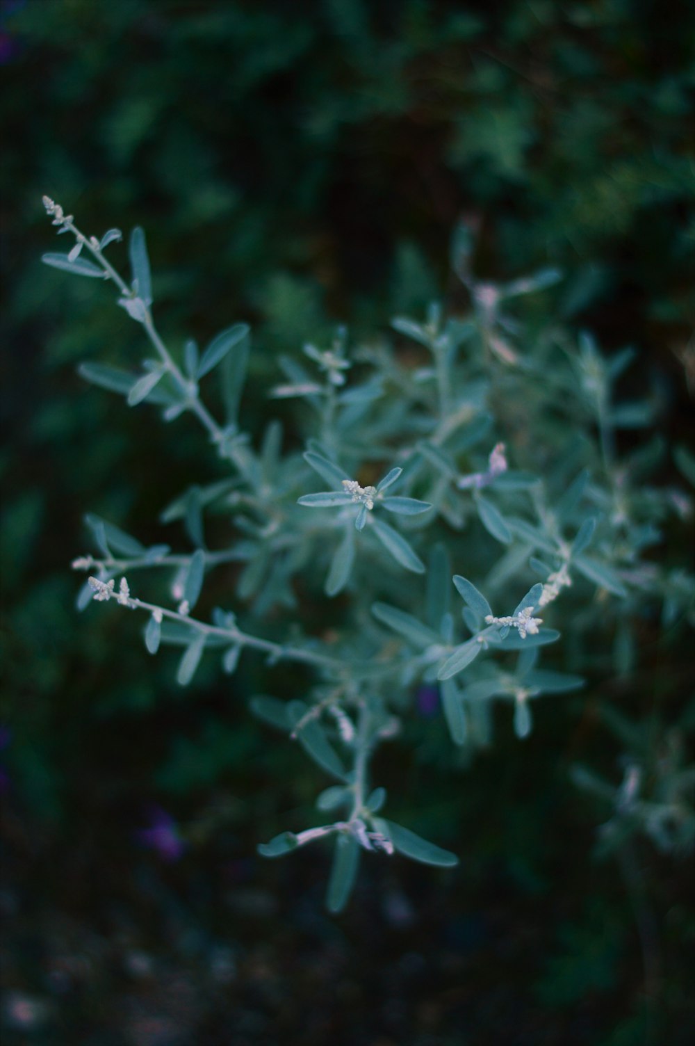 a close up of a plant with small white flowers