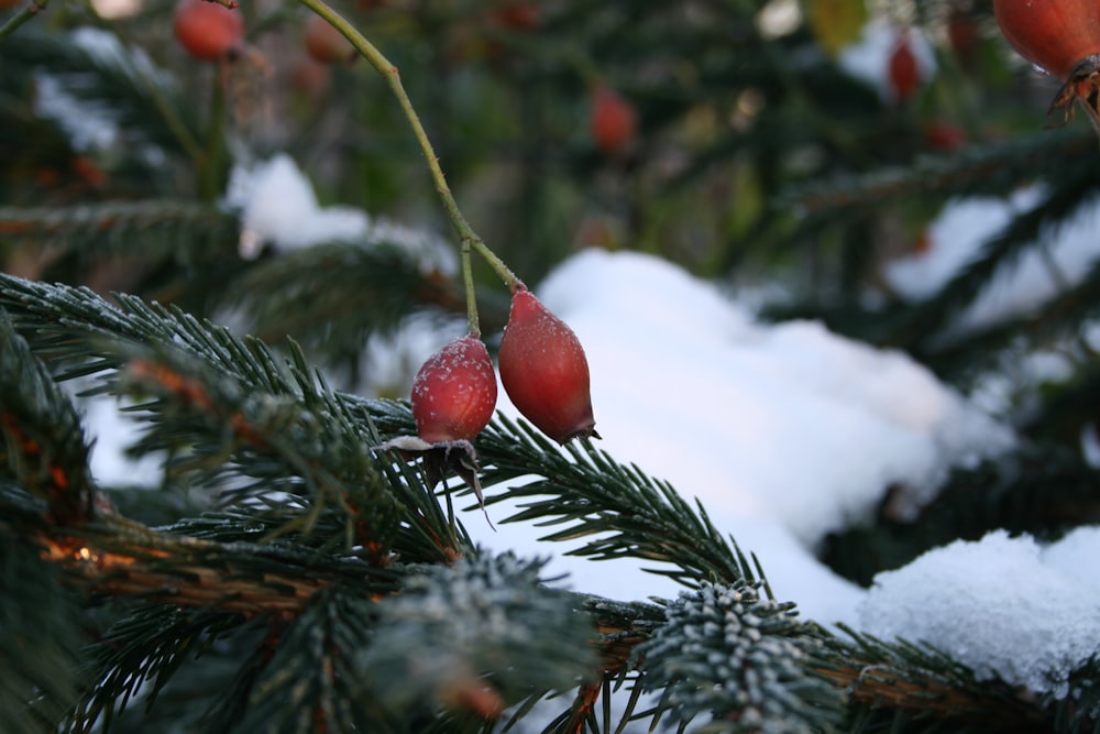 a close up of a pine tree with snow on it