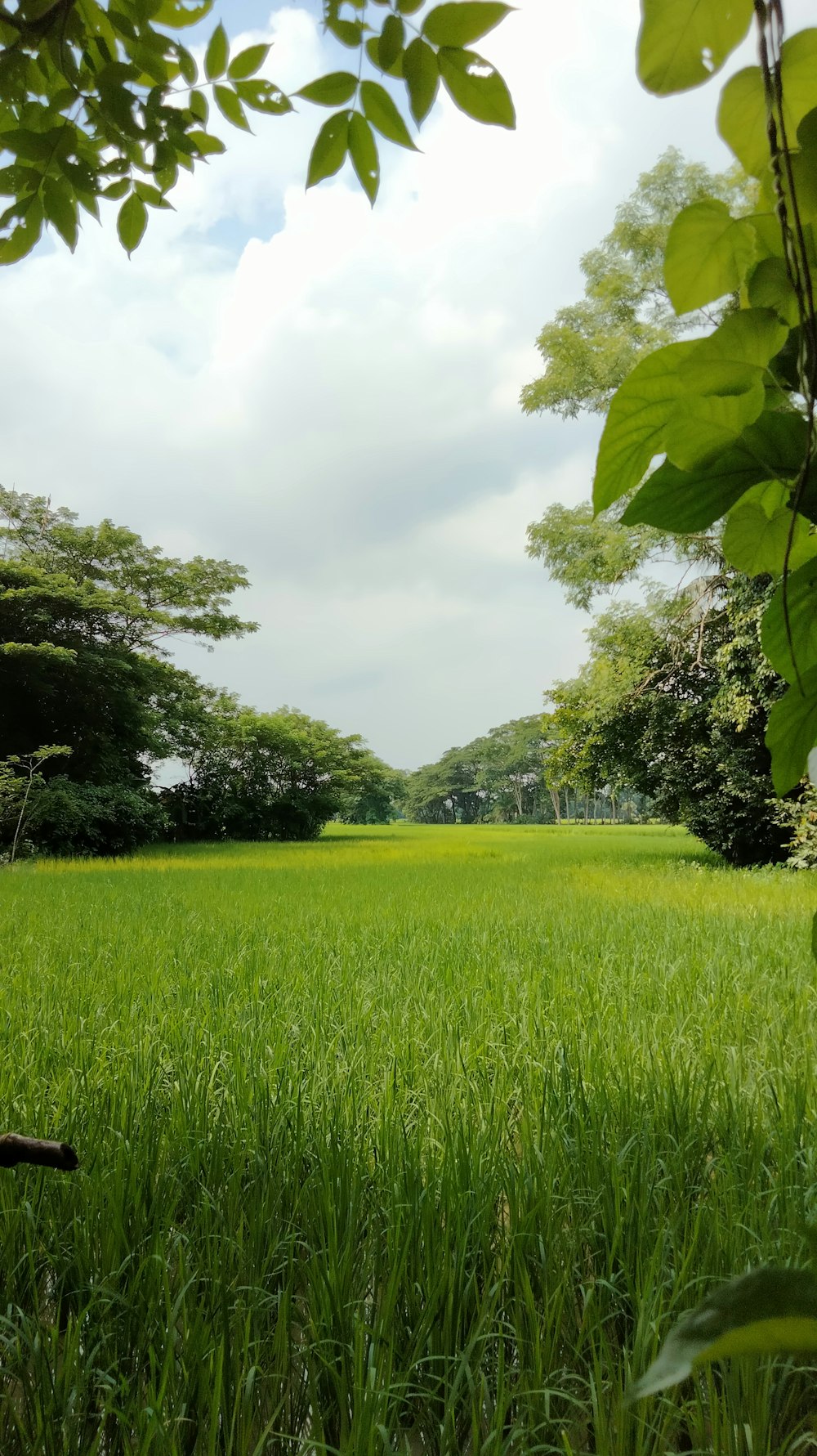 a grassy field with trees in the background