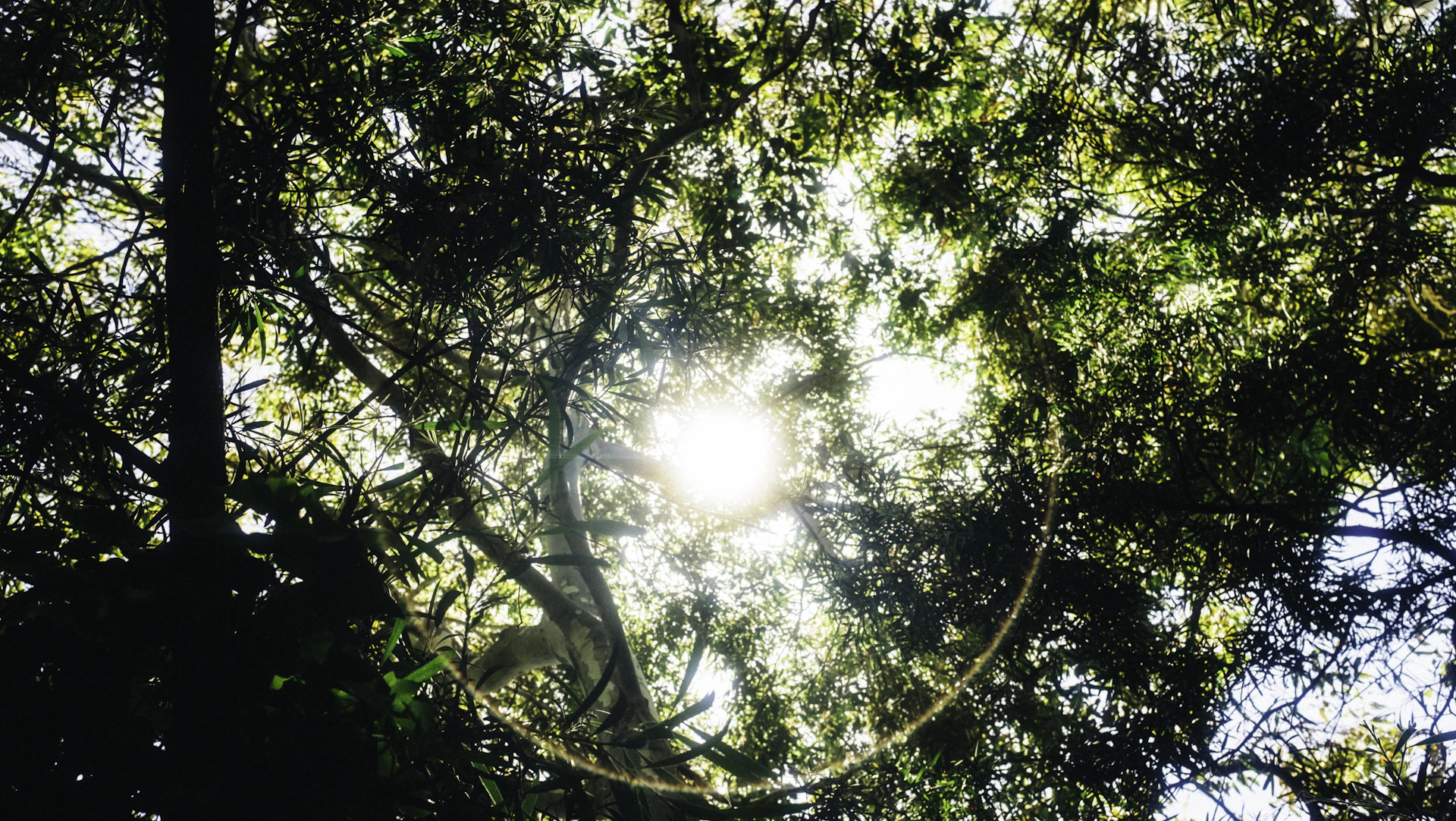 the sun shines through the branches of a tree