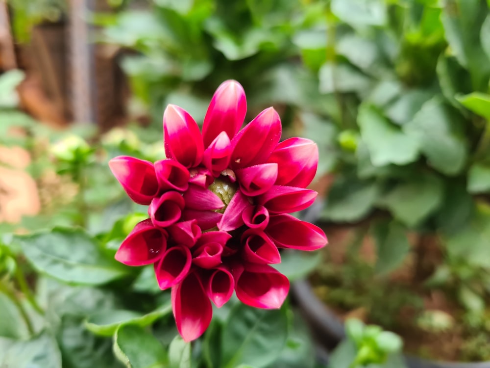 a close up of a red flower in a garden