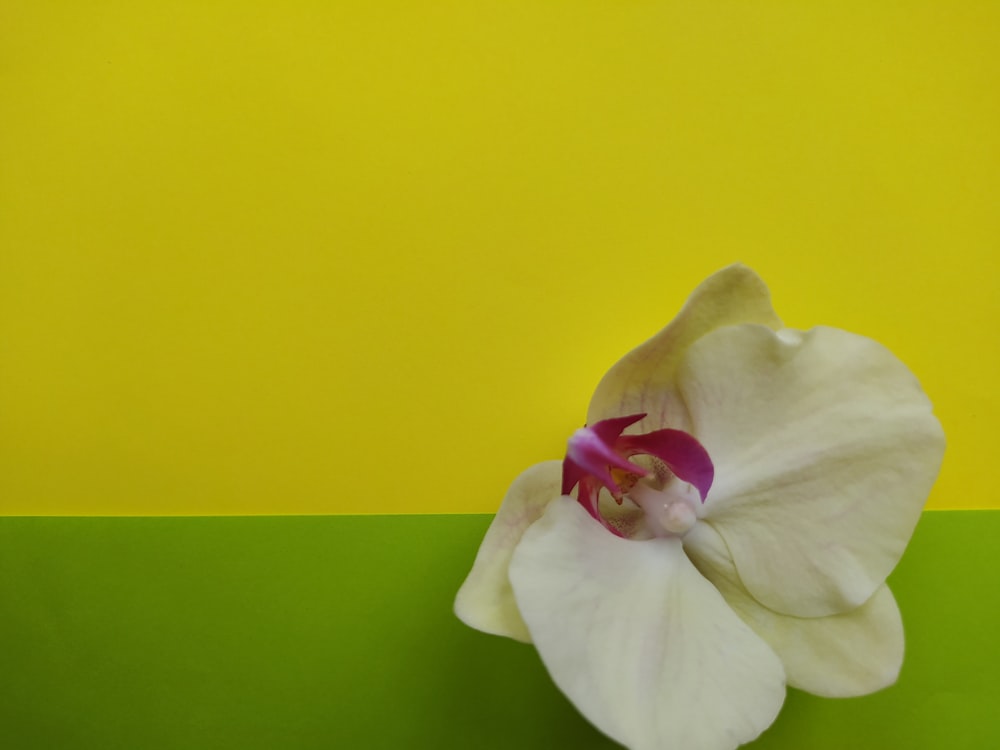 a white flower on a green and yellow background