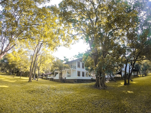 A serene landscape featuring a modern white house nestled among large, leafy trees. The sunlight filters through the canopy, casting dappled patterns on the ground, which is covered in lush green grass. The atmosphere is tranquil, suggesting a peaceful, secluded setting.