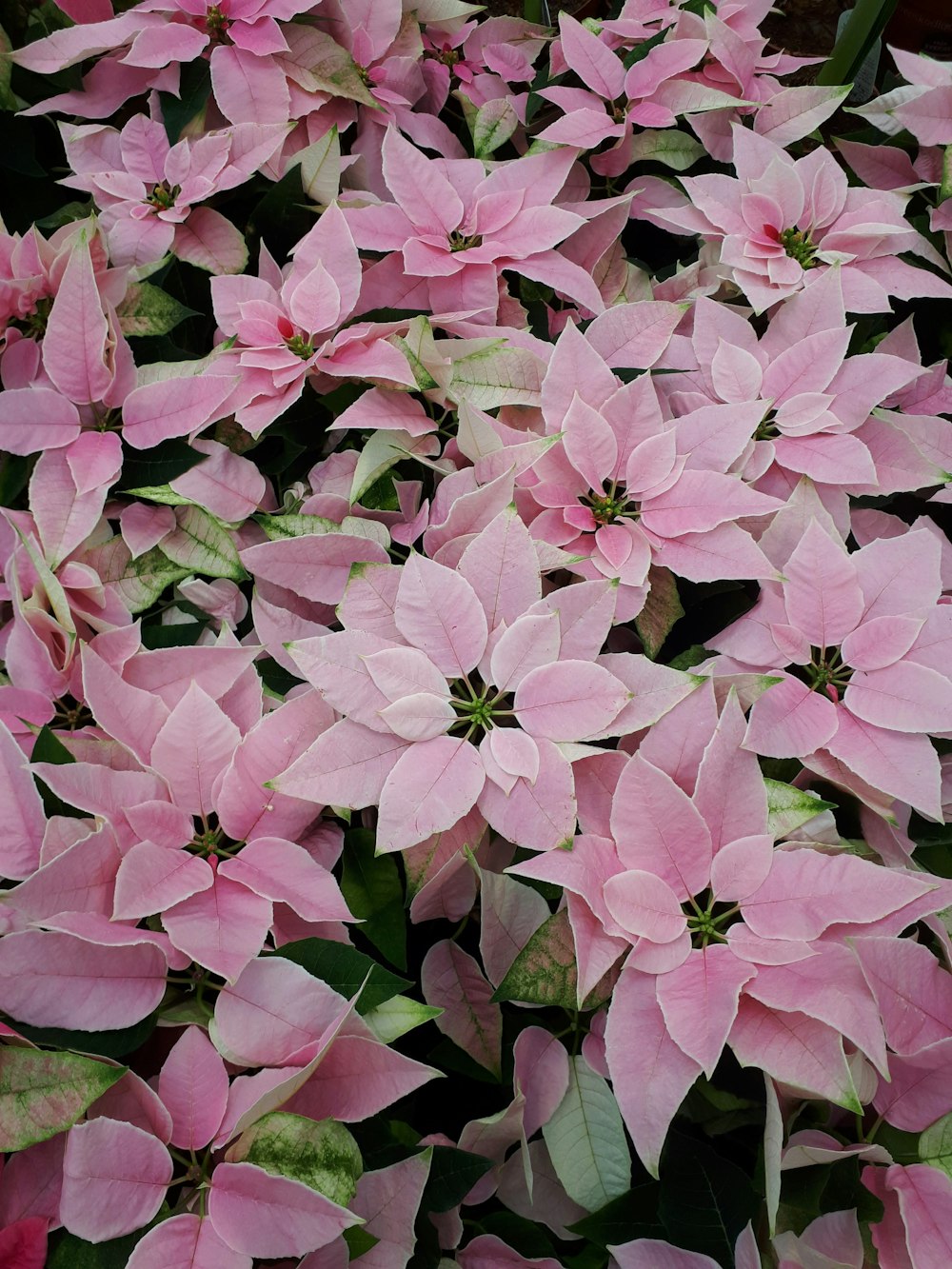 a bunch of pink flowers with green leaves