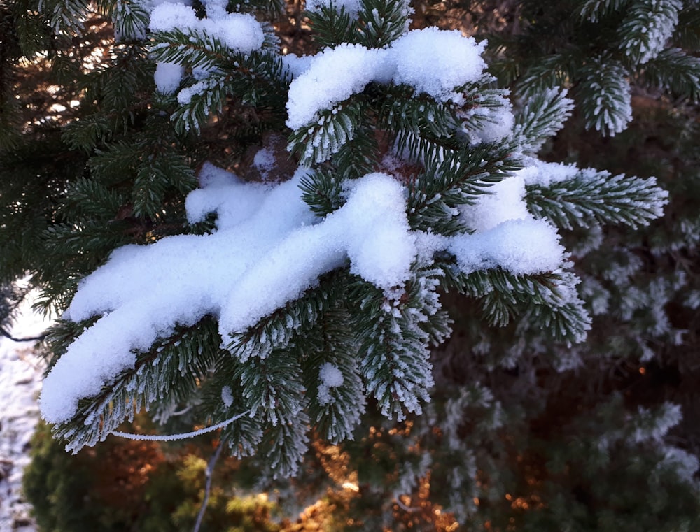 a close up of snow on a pine tree