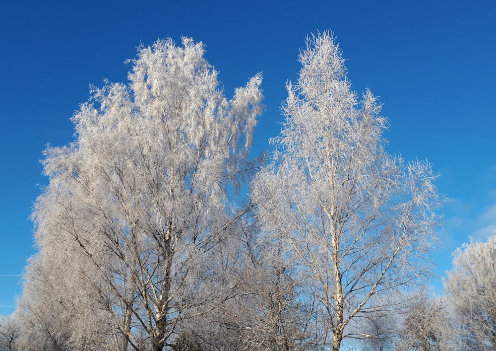 a group of trees covered in frost on a sunny day