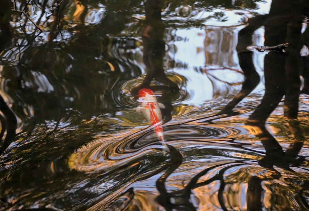 a red umbrella floating on top of a body of water