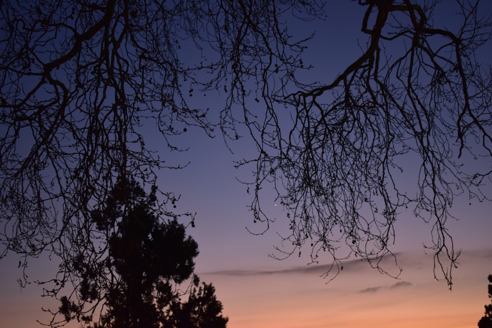 a couple of trees that are next to each other