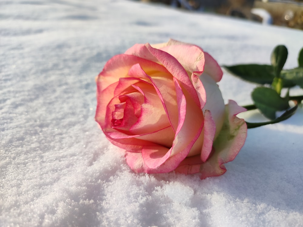 a single pink rose sitting in the snow