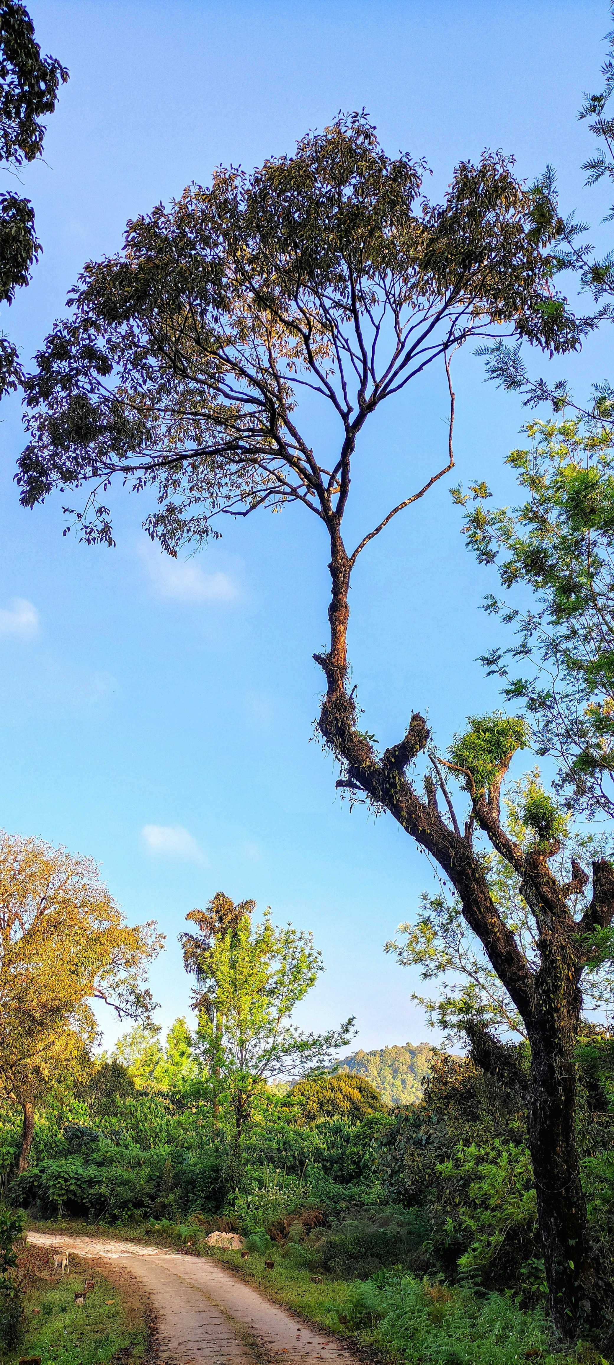 Photo by vishwasnavadak