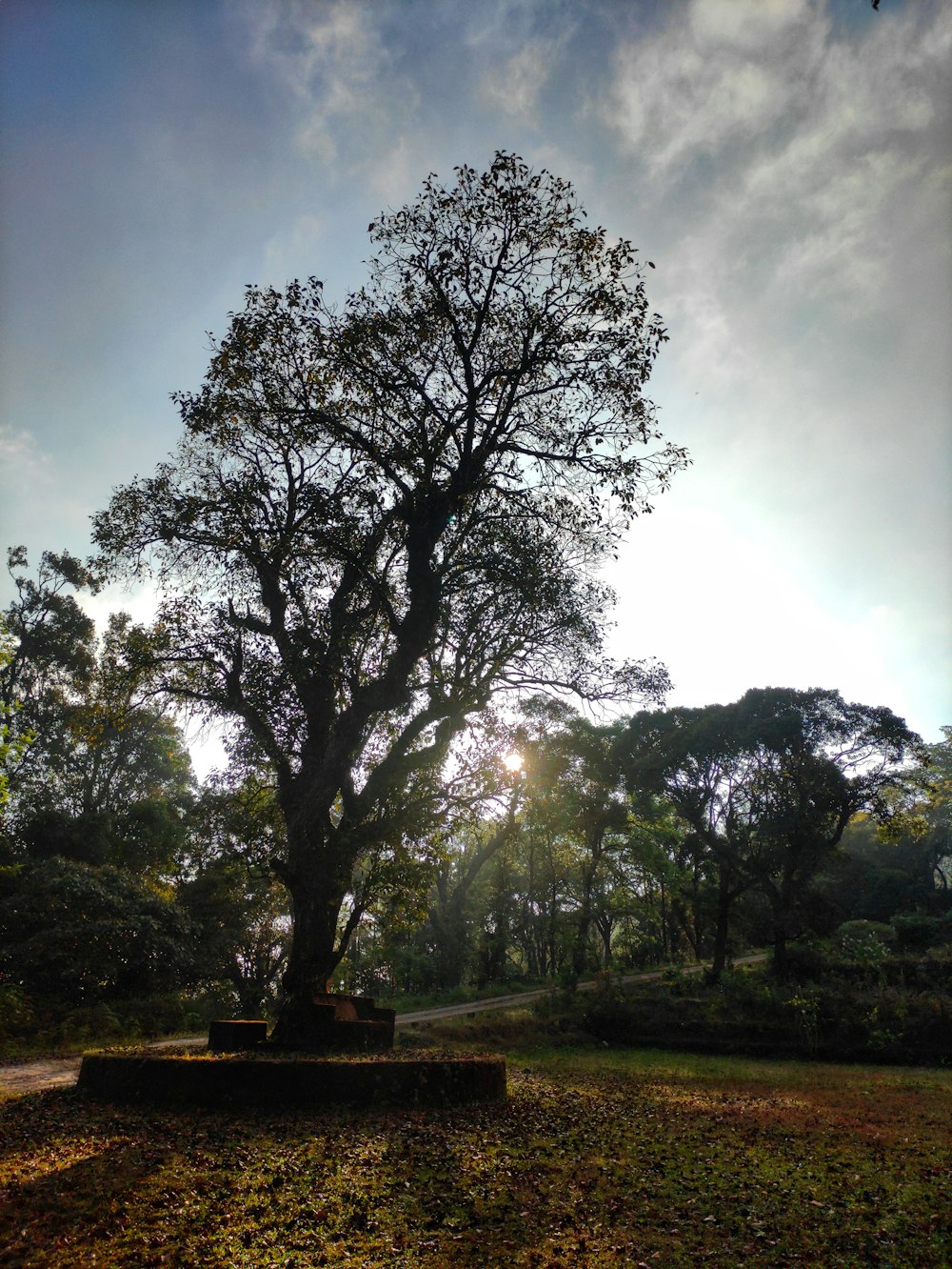 a large tree in the middle of a park