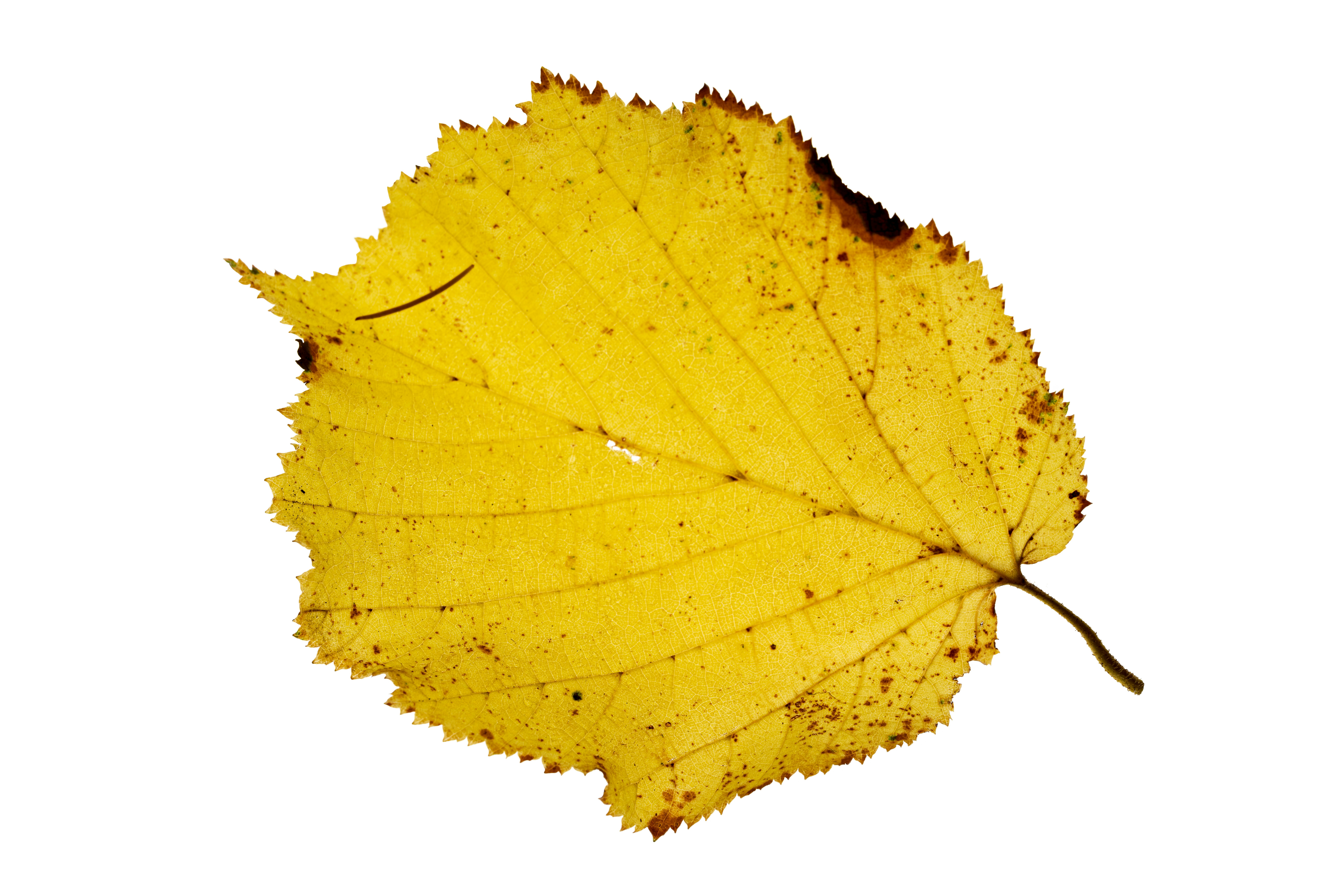 Photo by bmeyendriesch