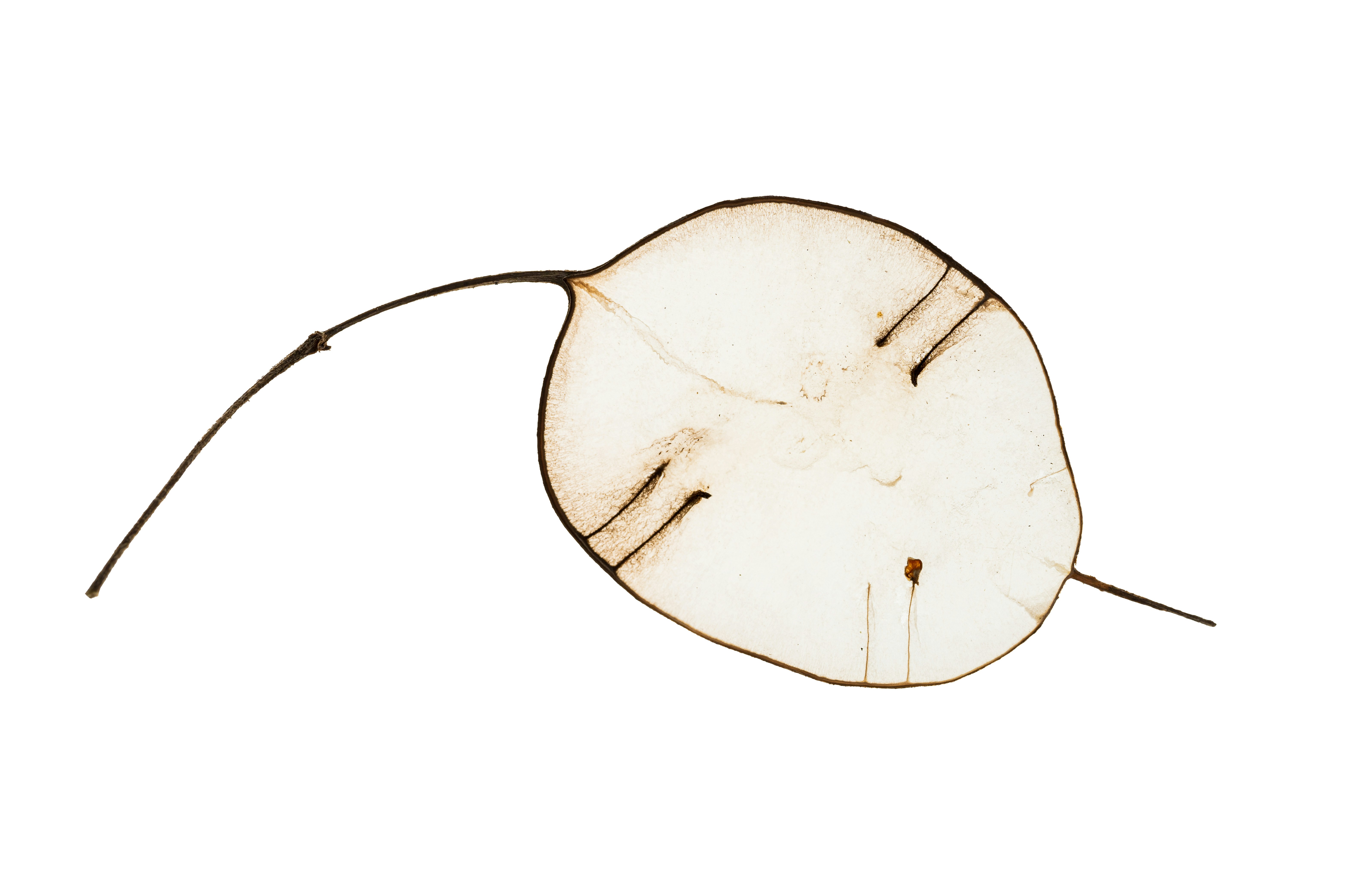 Photo by bmeyendriesch