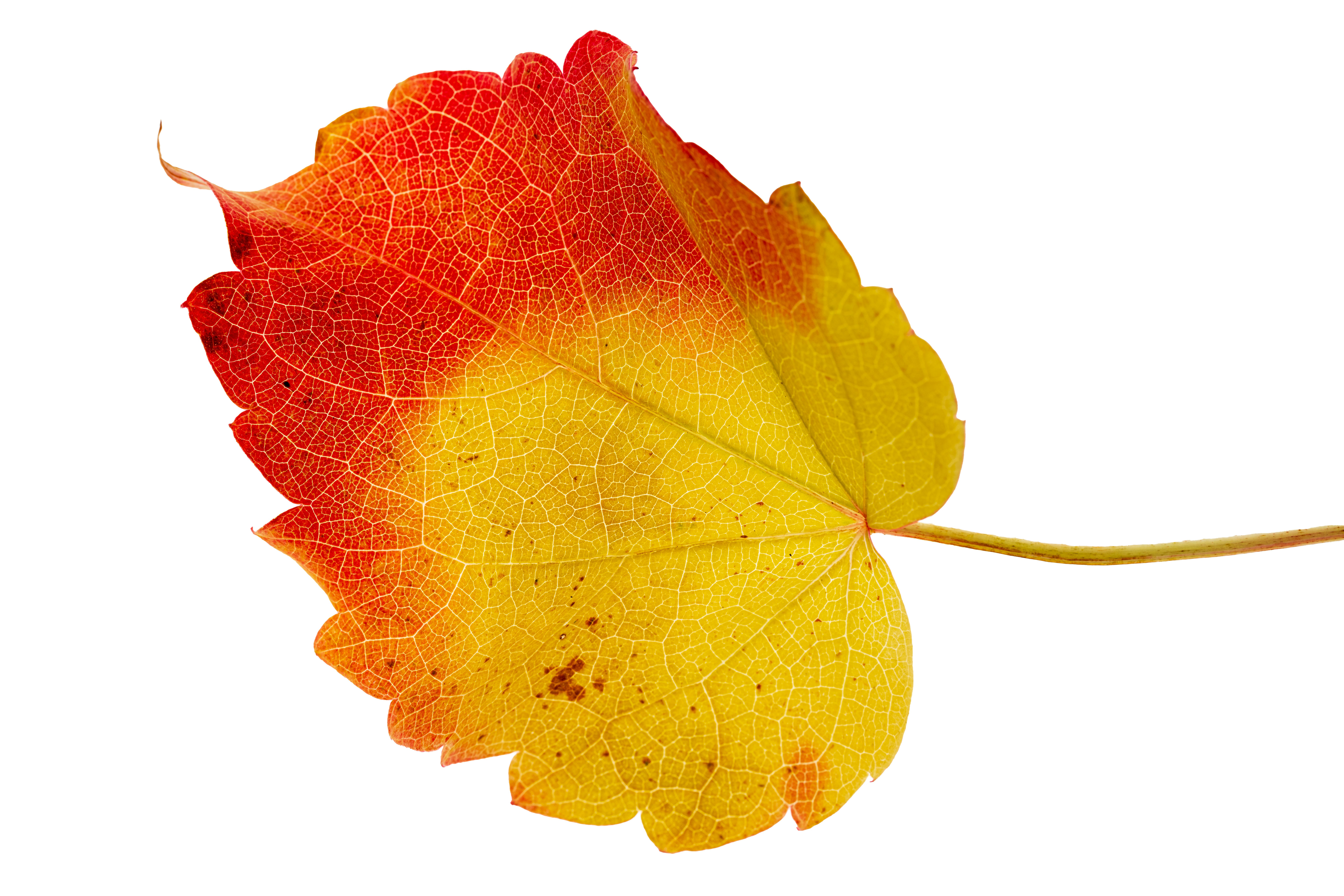 Photo by bmeyendriesch