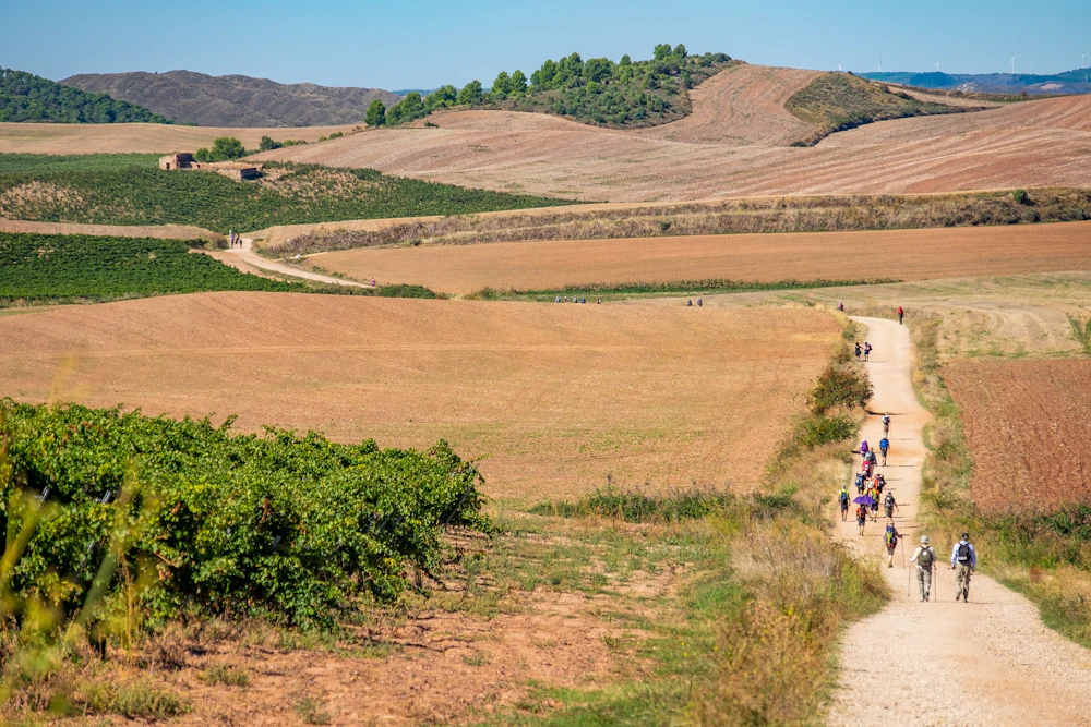 Pilgrims walking a country track through golden fields