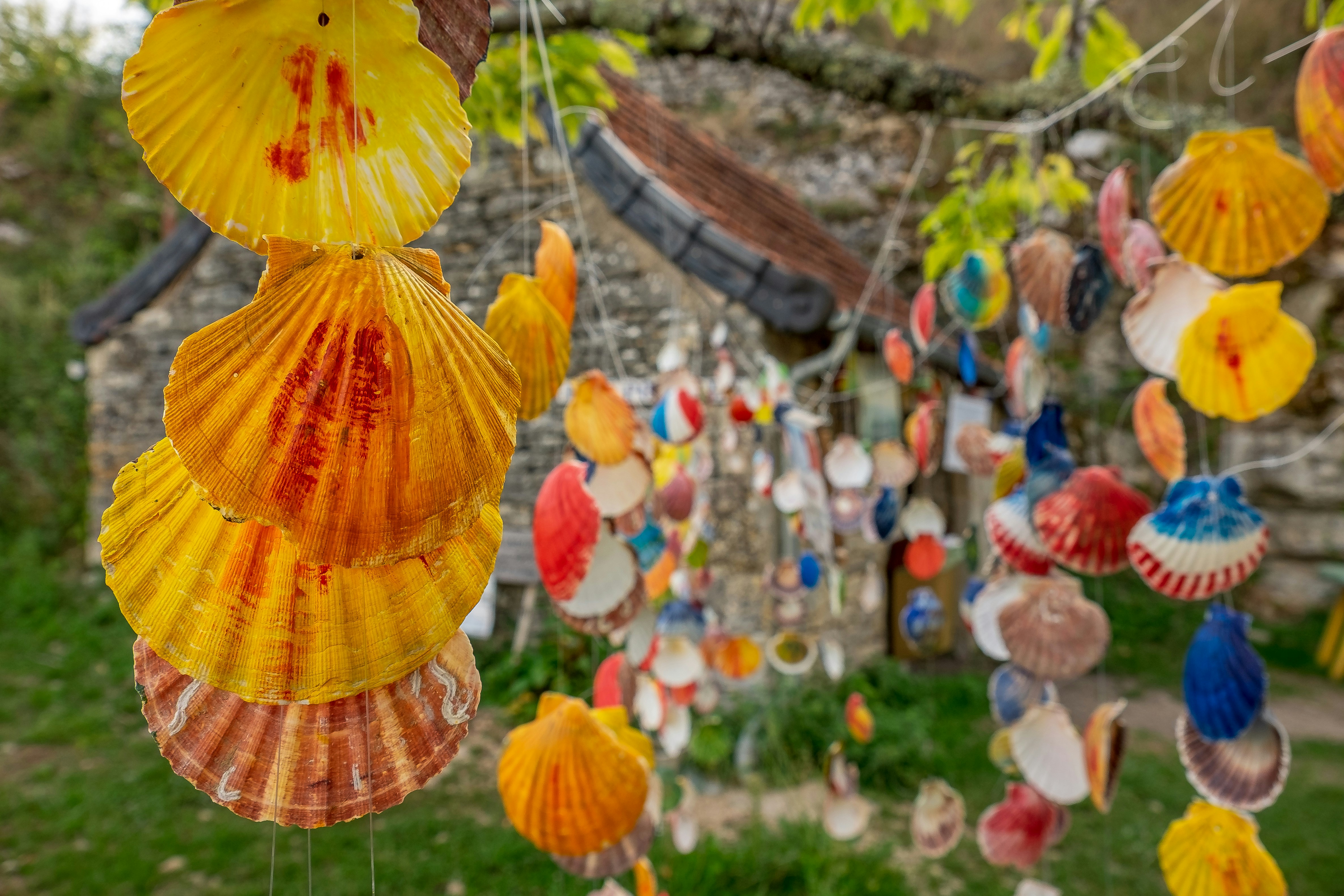 Ein Strauß Muscheln, die an einem Baum hängen