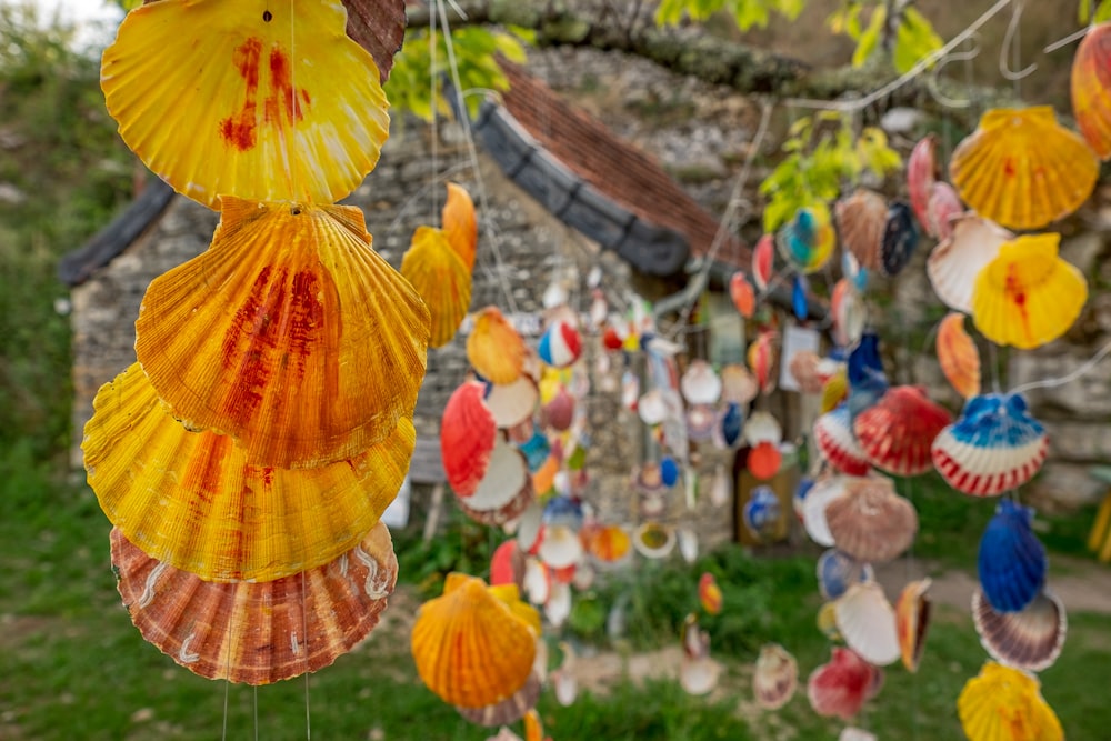 a bunch of seashells hanging from a tree