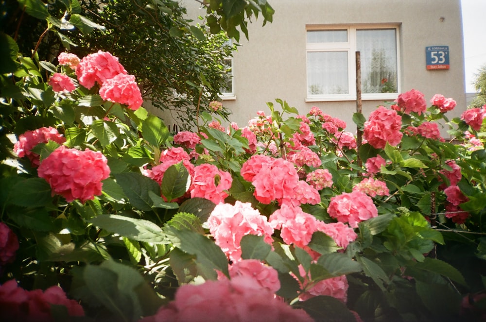 pink flowers in front of a house with a window