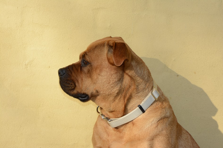 a large brown dog sitting next to a yellow wall